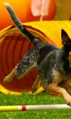 Agility para perros y la importancia de los circuitos caninos